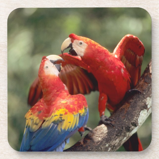 Pair of Scarlet Macaws Coaster (Front)