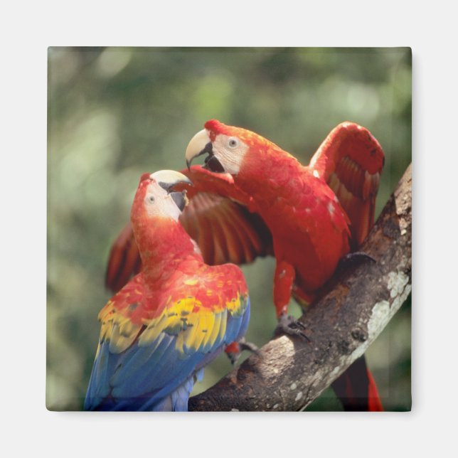 Pair of Scarlet Macaws Magnet (Front)