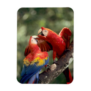 Pair of Scarlet Macaws Magnet