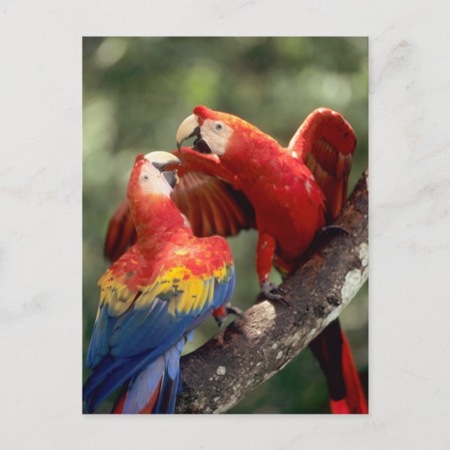 Pair of Scarlet Macaws Postcard (Front)
