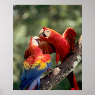 Pair of Scarlet Macaws Poster