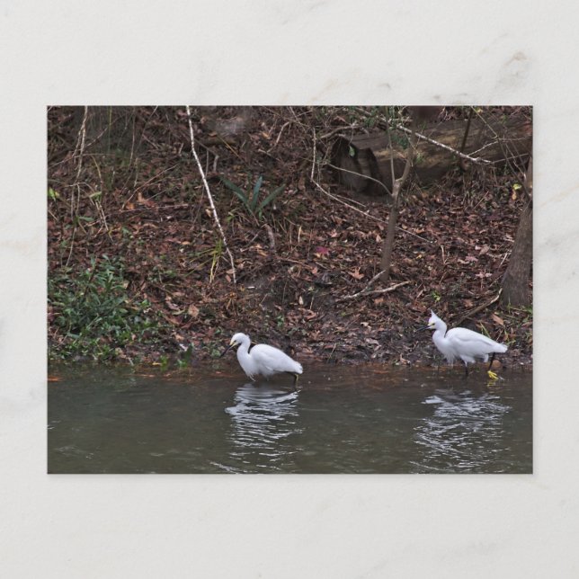 Pair of Snowy Egrets on the Hunt Postcard (Front)