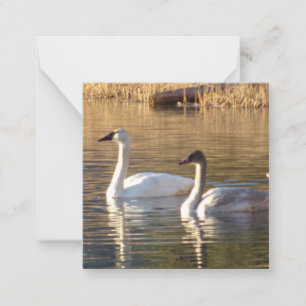 Pair of Swans Valentine's Day Note Cards