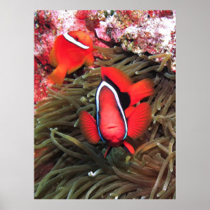 Pair of Tomatoes Poster