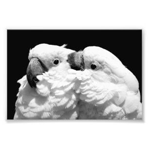 Pair of umbrella cockatoos photo print