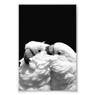 Pair of umbrella cockatoos photo print