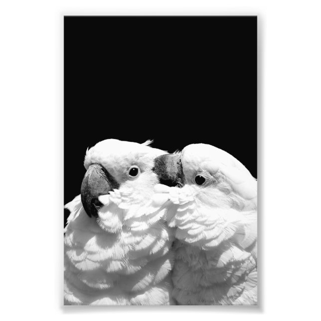 Pair of umbrella cockatoos photo print (Front)