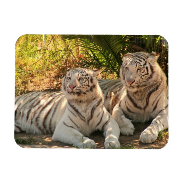 Pair of White Tigers Flexible Magnet (Horizontal)