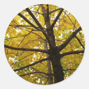 Pair of Yellow Maple Trees Autumn Nature Classic Round Sticker