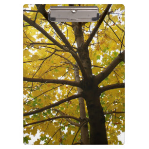 Pair of Yellow Maple Trees Autumn Nature Clipboard