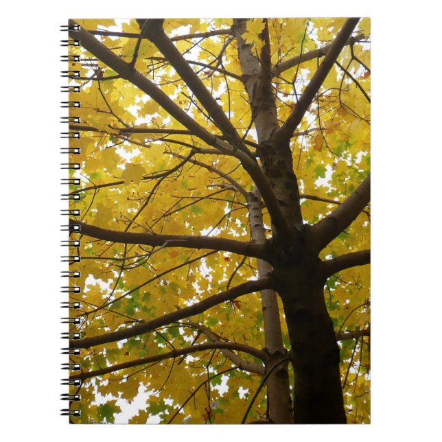 Pair of Yellow Maple Trees Autumn Nature Notebook (Front)