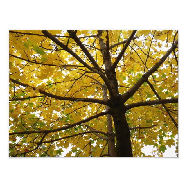 Pair of Yellow Maple Trees Autumn Nature Photo Print (Front)