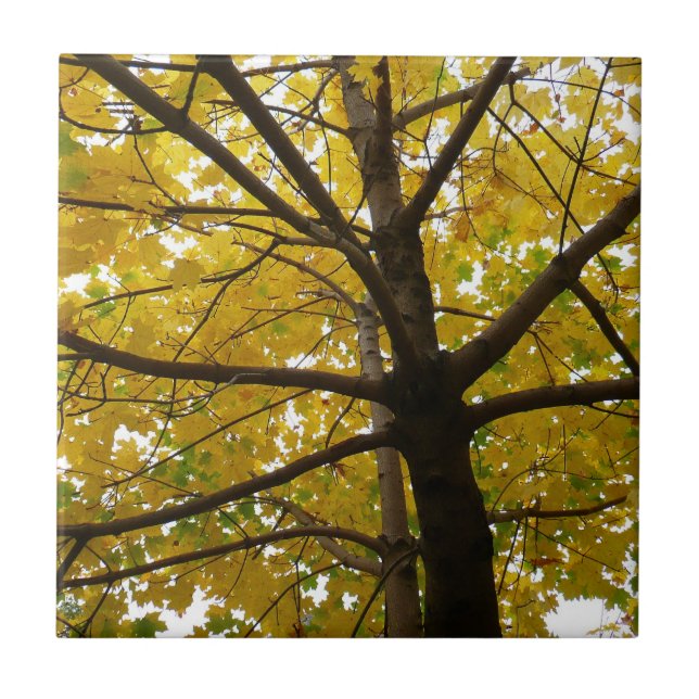 Pair of Yellow Maple Trees Autumn Nature Tile (Front)