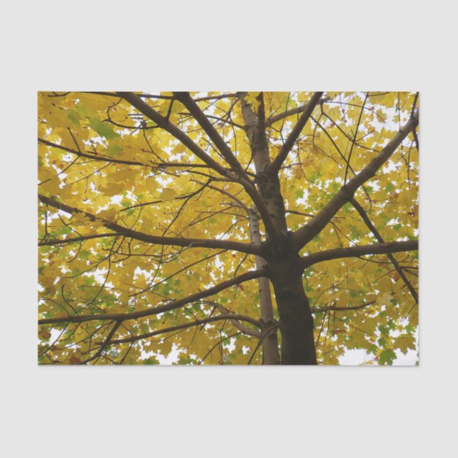 Pair of Yellow Maple Trees Autumn Nature Tissue Paper (Front)