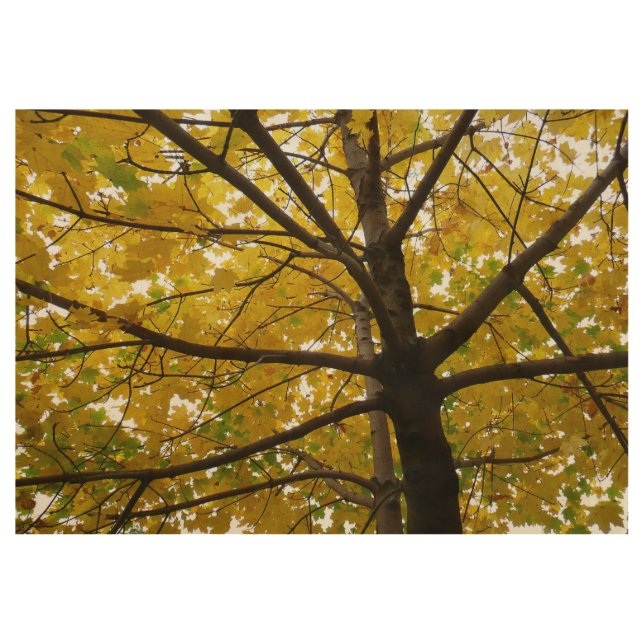 Pair of Yellow Maple Trees Autumn Nature Wood Poster (Front)