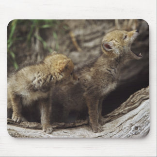 Pair Of Young Coyote Pups Howling Mouse Pad