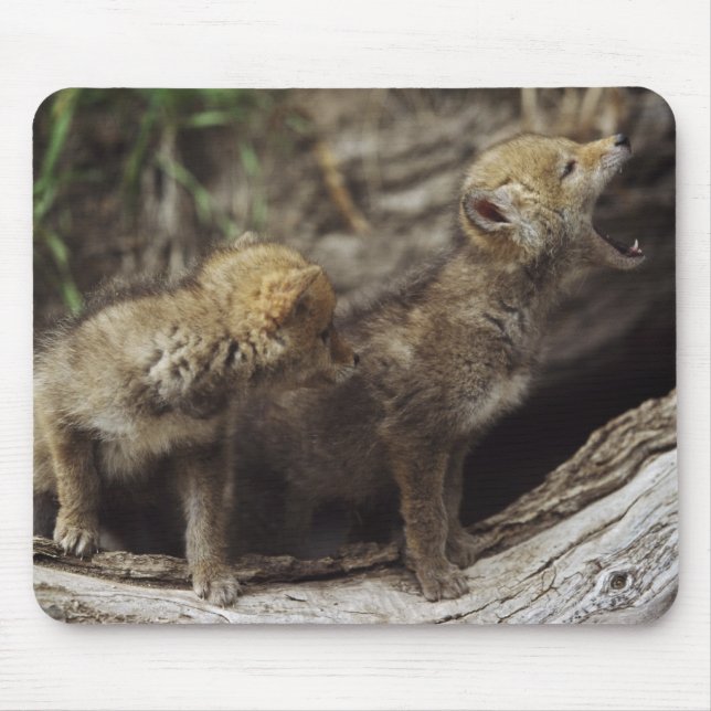 Pair Of Young Coyote Pups Howling Mouse Pad (Front)