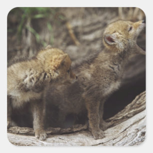 Pair Of Young Coyote Pups Howling Square Sticker
