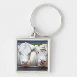 Pair of young white cows at feeding trailor keychain