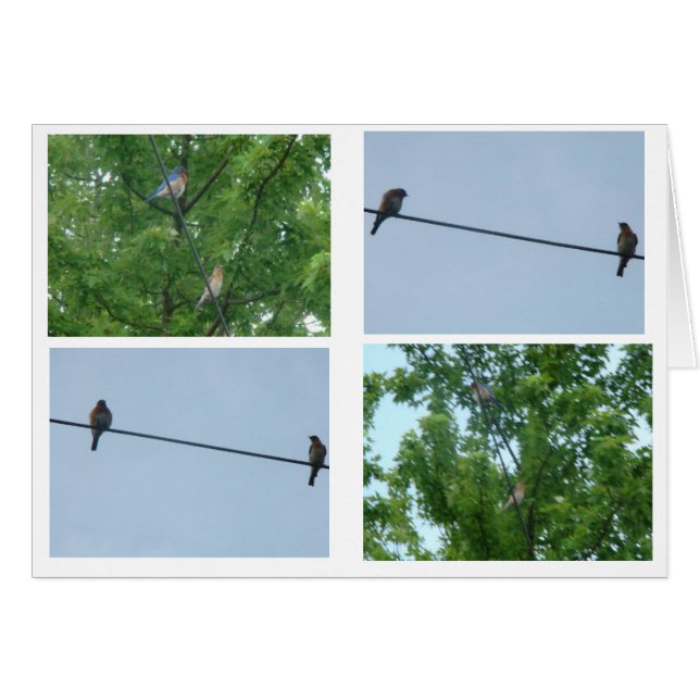 Paire Bluebird, Collage (Devant horizontal)