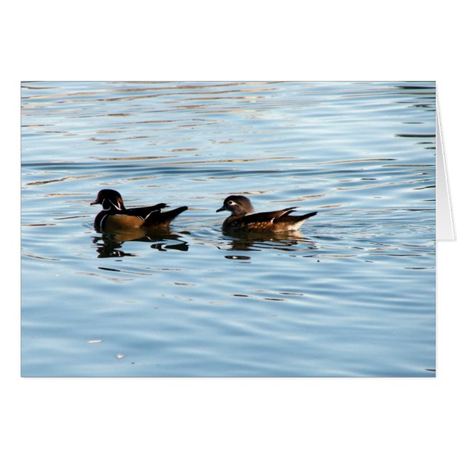 Paire de canard à bois (Devant horizontal)