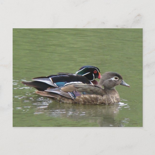 Paire de canard en bois Carte postale (Devant)