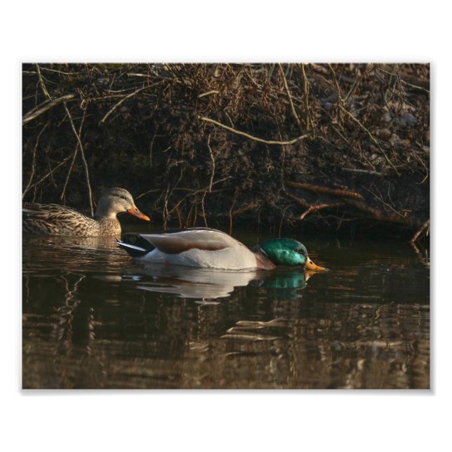 Paire de canards de Majard nourrir la photographie (Devant)