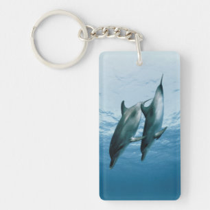 Paire de dauphins