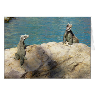 Paire de Iguanas Photographie de la faune tropical