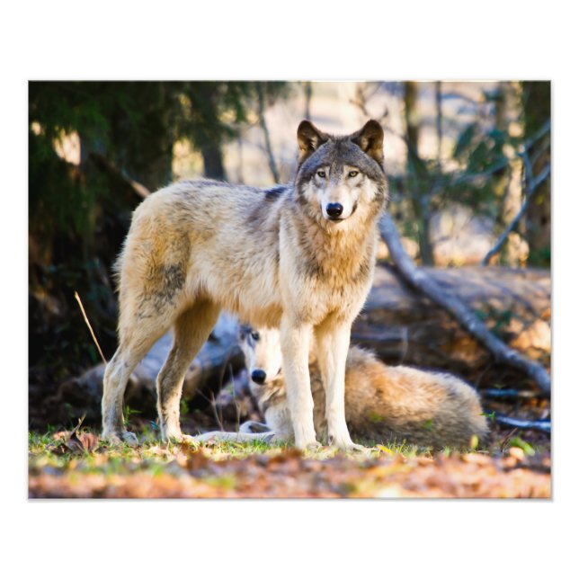 Paire de loups Imprimer photo (Devant)