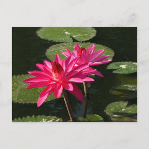 Paire de nénuphars roses carte postale #4Nw 0440