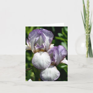 Paire de photographies de fleurs d'Iris barbus