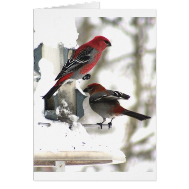 Paire de Pine Grosbeaks (Devant)