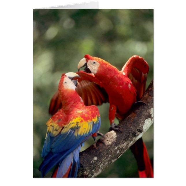 Paire de Scarlet Macaws (Devant)