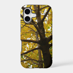 Paire d'érables jaunes Automne Nature