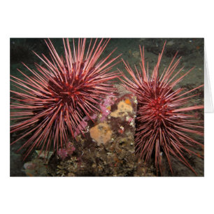 Paire d'oursins géants de la mer Rouge