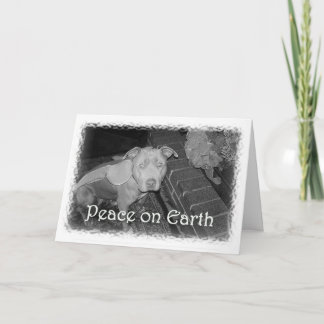 Paix sur la carte de Noël de la terre (pitbull)