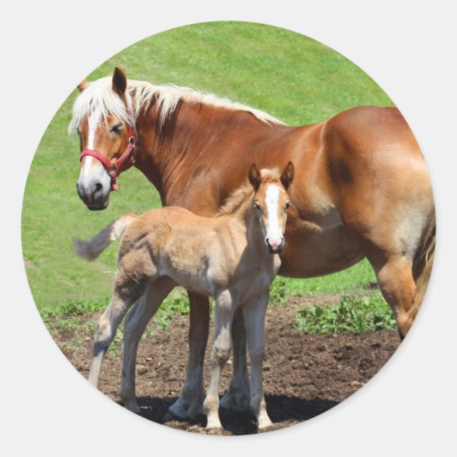 Palamino Horse and Foal Stickers (Front)