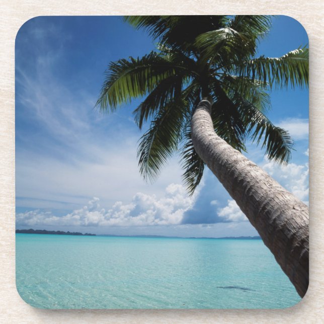 Palau, Micronesia, Palm tree at Palau Lagoon Coaster (Front)