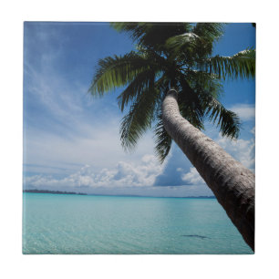 Palau, Micronesia, Palm tree at Palau Lagoon Tile