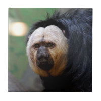 Pale Faced Saki Monkey