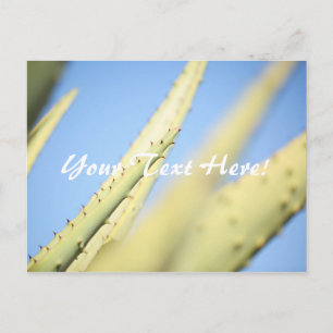 Pale Green Aloe Plants Blue Sky Postcard