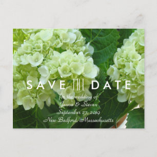 Pale Green Hydrangea Save the Date Postcard