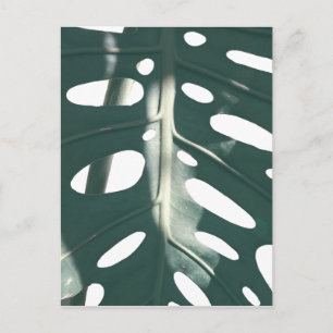 Pale Green Pastel Swiss Cheese Plant Postcard