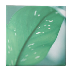 Pale Green Plant Leaves Nature Feel Tile