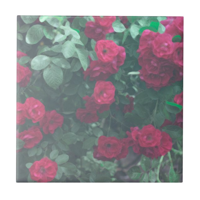 Pale Green Red Roses Flowers Drawing Tile (Front)