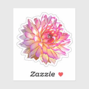 Pale Ombre Orange Pink Giant Dahlia Flower