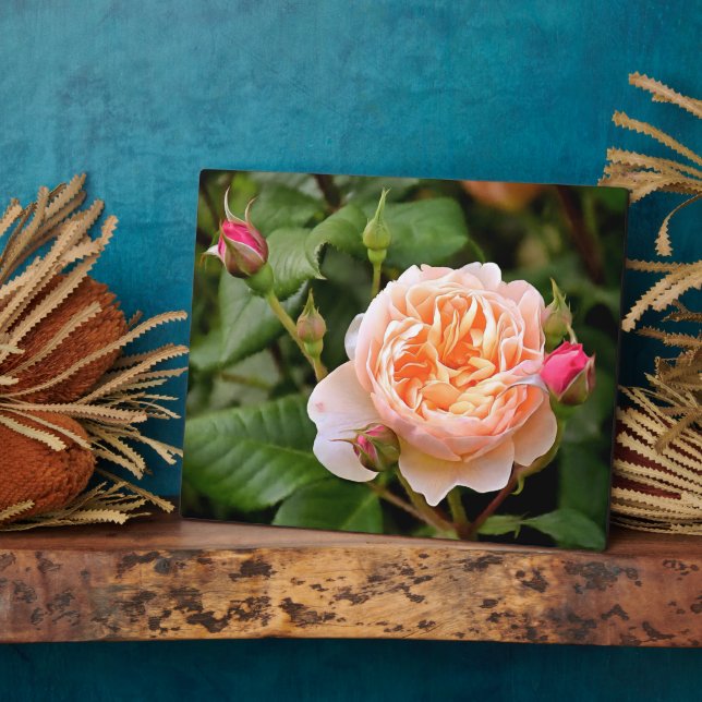 Pale Orange Rose and Buds Plaque (Side)