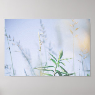 Pale Pastel Green Grass Reeds Meadow Sky Poster