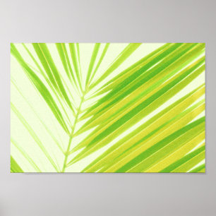 Pale Pastel Green Palm Tree Leaves Poster